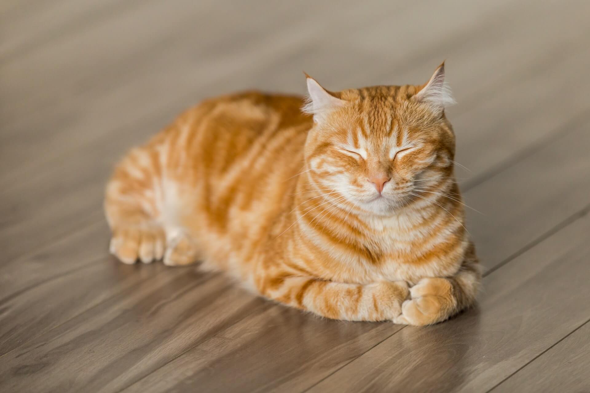 Satisfied Cat on a warm wooden floor