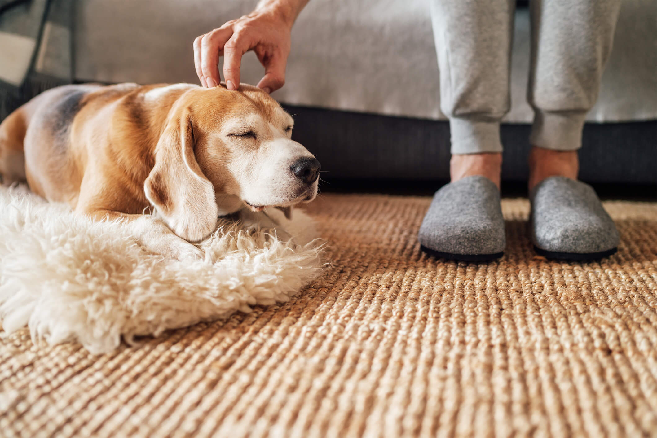 person petting dog lying on a fluffy rug on a carpeted floor